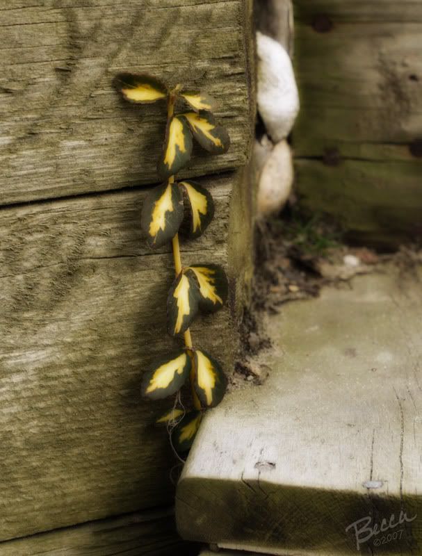 IMAGE: http://i102.photobucket.com/albums/m114/BeccaNH/POTN%20Challenges/IMG_6833_edited-1.jpg