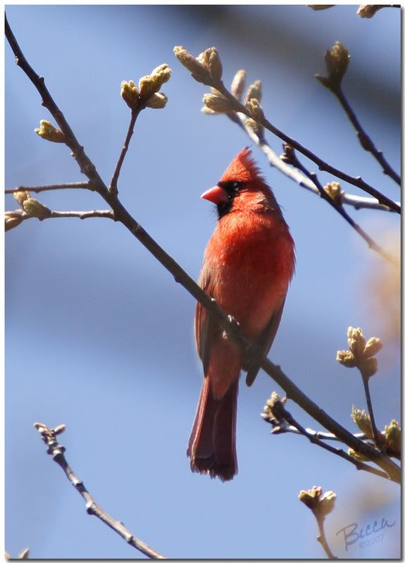 IMAGE: http://i102.photobucket.com/albums/m114/BeccaNH/POTN%20Challenges/IMG_9278_edited-2.jpg