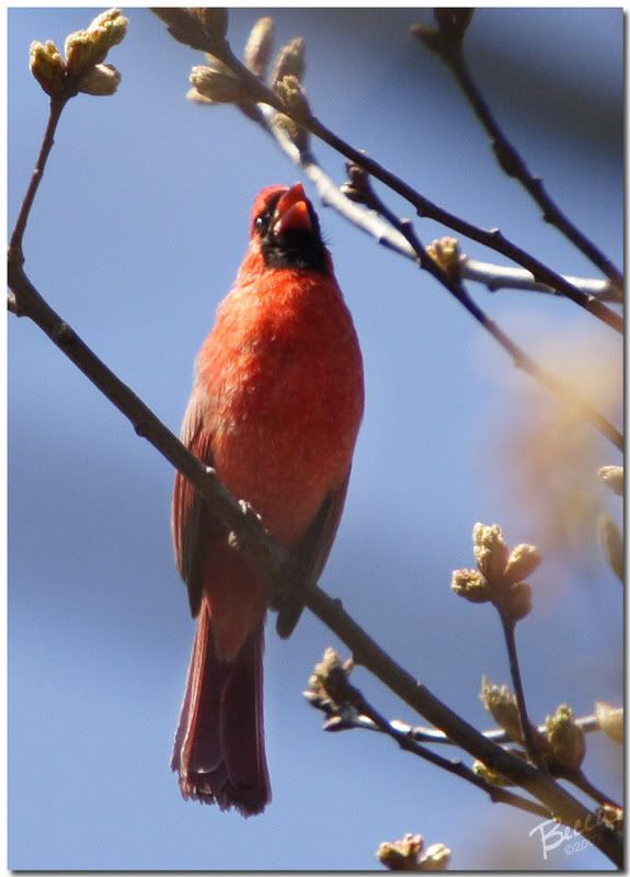 IMAGE: http://i102.photobucket.com/albums/m114/BeccaNH/POTN%20Challenges/IMG_9279_edited-2.jpg