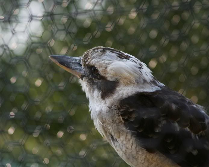 IMAGE: http://i102.photobucket.com/albums/m114/BeccaNH/York%20Animal%20Kingdom/IMG_8892_edited-1.jpg