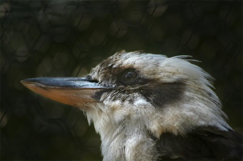 IMAGE: http://i102.photobucket.com/albums/m114/BeccaNH/York%20Animal%20Kingdom/IMG_8897_edited-1.jpg