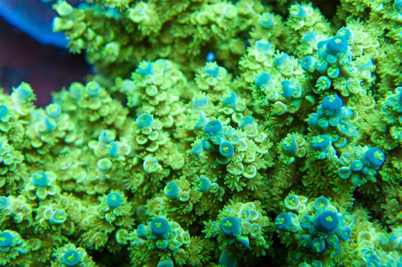 295 Stack - 2011-02-05 SullyMan's SPS Reef