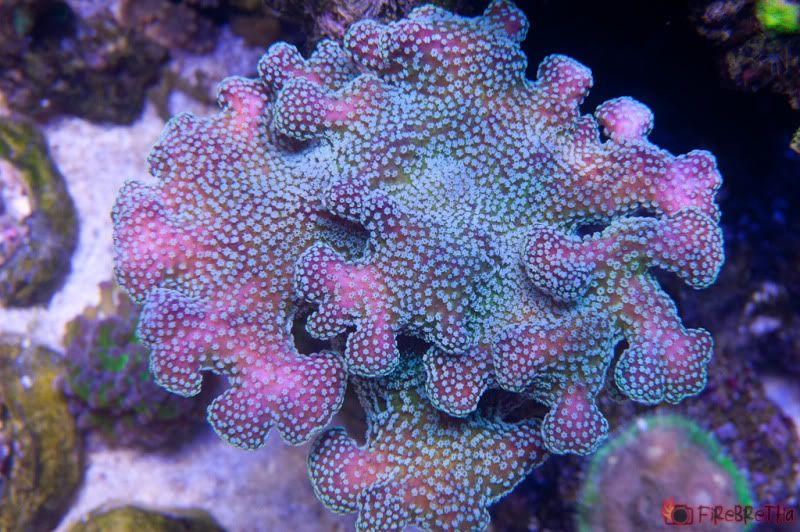 2011 05 01 FiRes 0312 - FiReBReTHa's Smokin' Reef