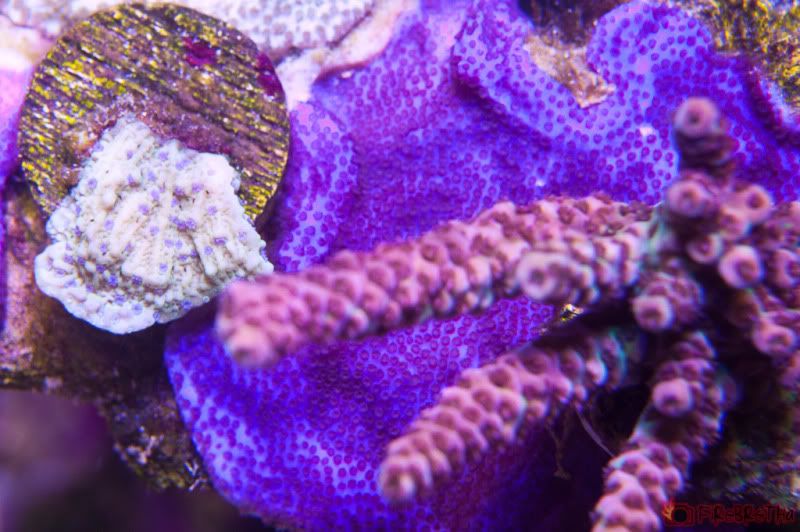 2011 05 01 FiRes 0328 - FiReBReTHa's Smokin' Reef