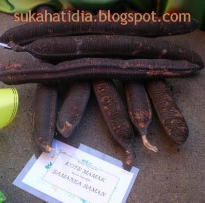 Walaupun Kelakar Nama Buah Tapi Bagus Utk Kencing Manis Dan Walaupun Kelakar Nama Buah Tapi Bagus Utk Kencing Manis Dan