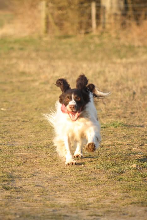 IMAGE: http://i102.photobucket.com/albums/m84/BrokenFlight/Dogs0005-1.jpg