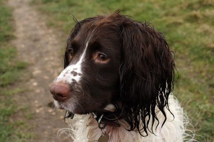 IMAGE: http://i102.photobucket.com/albums/m84/BrokenFlight/HollyPortrait.jpg