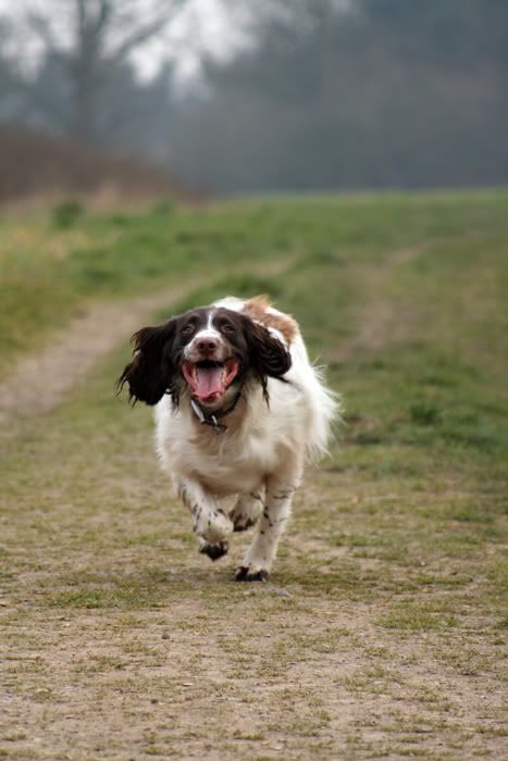 IMAGE: http://i102.photobucket.com/albums/m84/BrokenFlight/HollyRunning.jpg