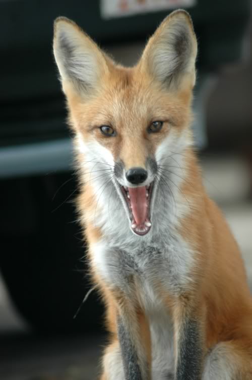 FoxYawn.jpg