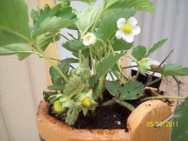 Bucket of Strawberries