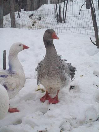 Blue Sebastopol Goose