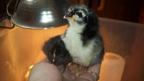 BantamandAustralorp.jpg