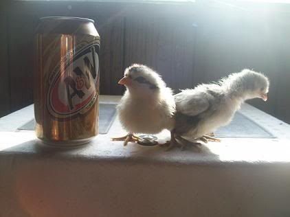 spitz1week.jpg