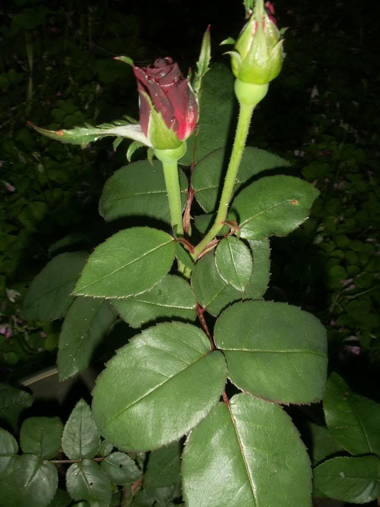  photo PICT0029_zps5f3ab130.jpg