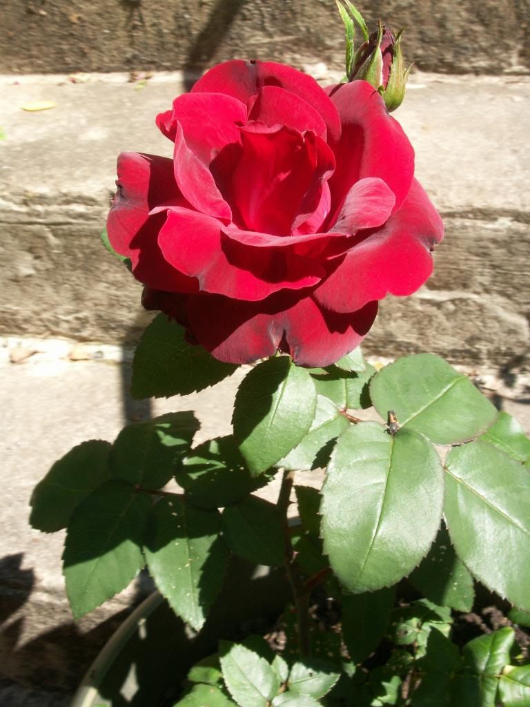  photo PICT0045_zpsd9d4ad04.jpg