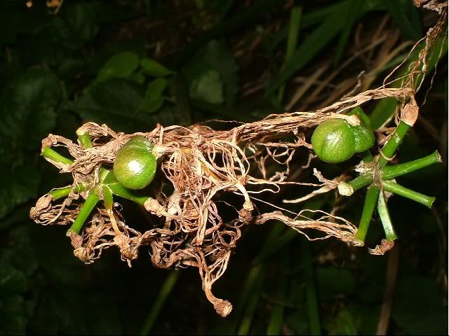 advice-on-hybridizing-spider-lilies