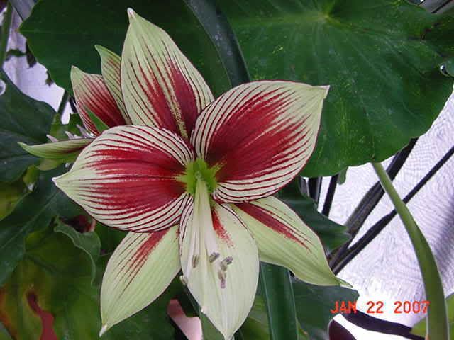 Amaryllis Papillio