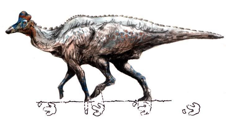 Corytosaurus.jpg