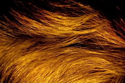 Gold Fur