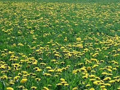 dandelions400