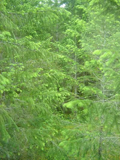 trees