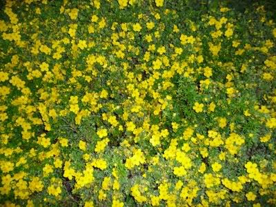 Yellow Flowerbed