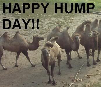 CamelHumpDay.jpg