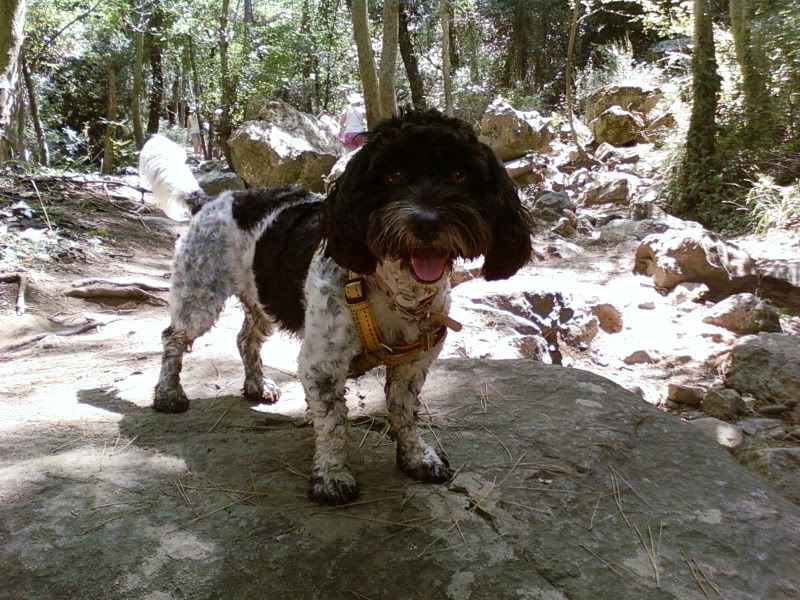 Springer Cross Poodle