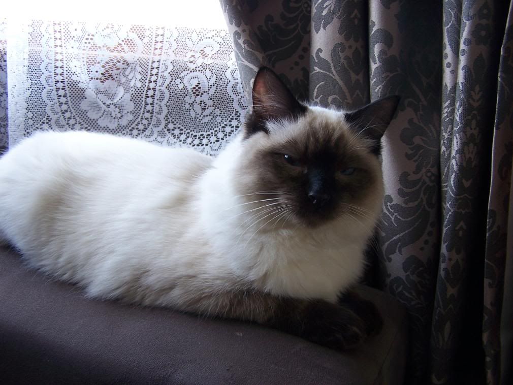 Burmese Ragdoll Kittens