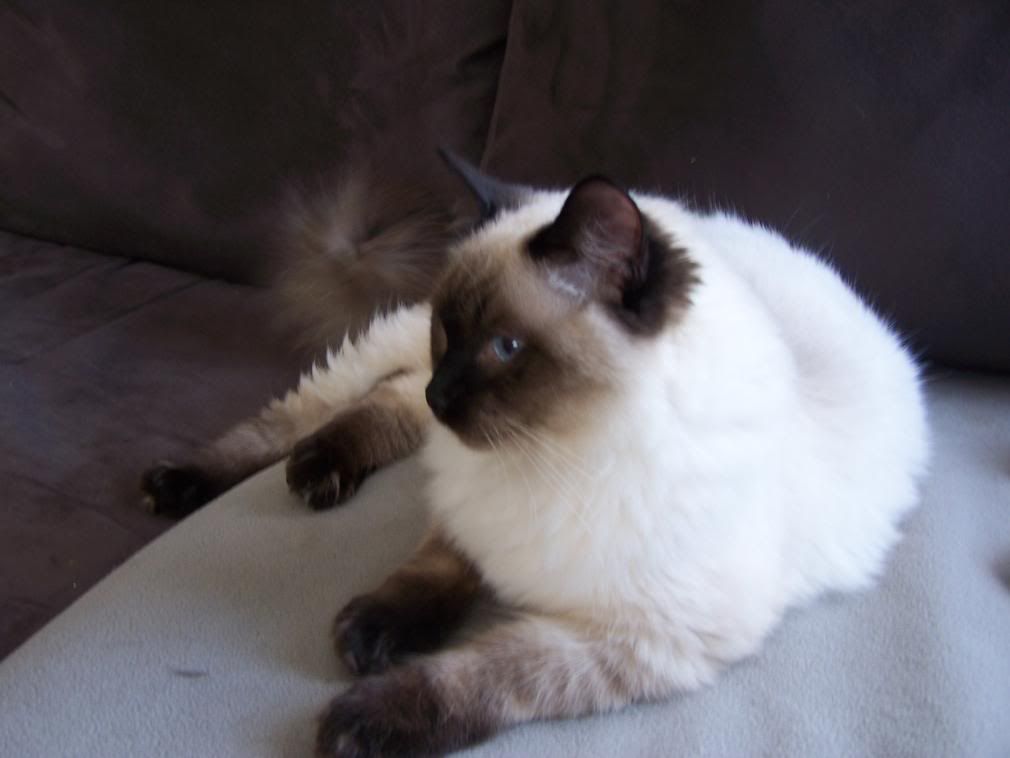 burmese ragdoll