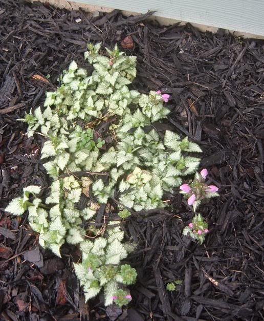 Old Fashioned "thrift" THE GARDEN SPOT