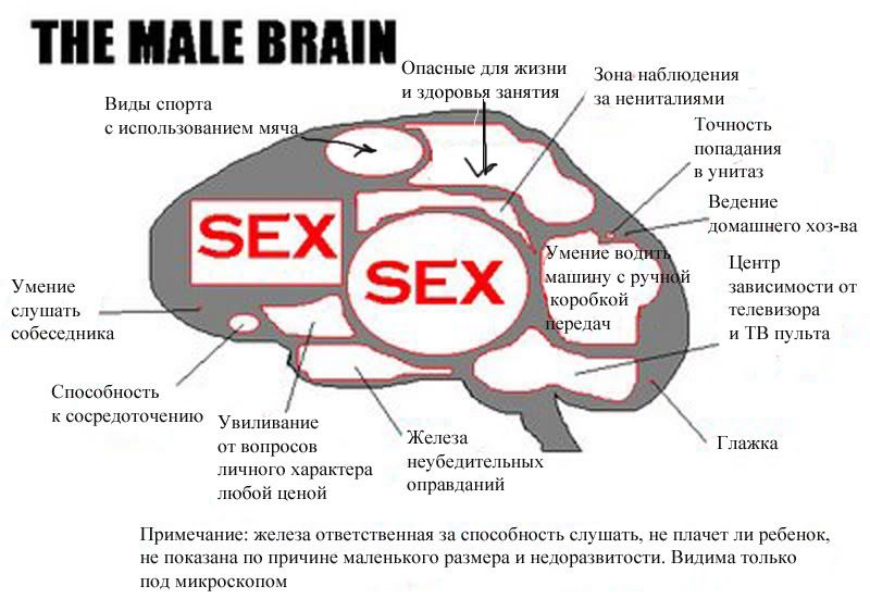 malebrain_ru.jpg