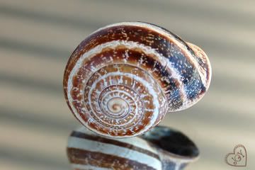 Spiralling snail shell Pictures, Images and Photos