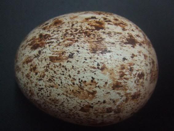 single-golden-eagle-replica-egg-tax.jpg