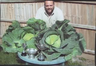 cabbages-2.jpg