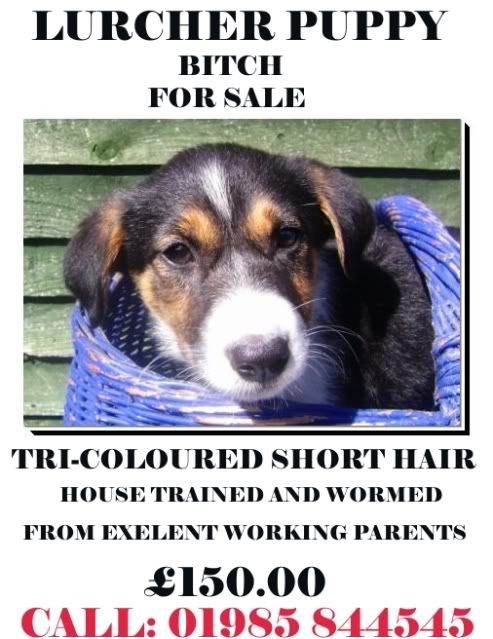 Collie lurcher puppies for sale