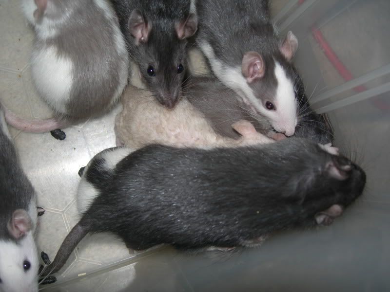 SE England Male Fancy Rats For Sale Reptile Forums