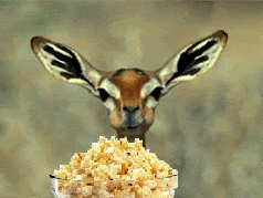 deerpopcorn_zpsb23ba908.gif