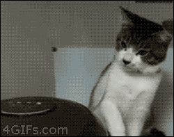 wtf-cat_zpseb992f4f.gif