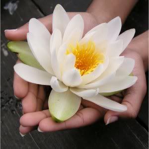 lotus flower in hand Pictures, Images and Photos
