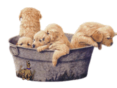 tubofgoldens.gif tub of goldens picture by Lovemy4goldens