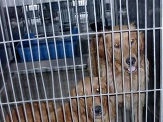 178585019_4527a8bb47.jpg mandi & rootie at shelter picture by Lovemy4goldens