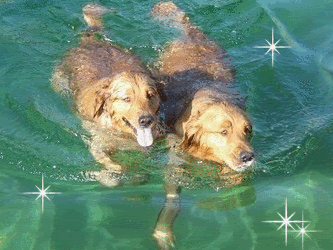 382493726_1978958.gif Rootie & Mandi swimming picture by Lovemy4goldens