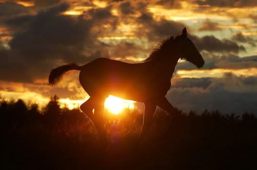horse Pictures, Images and Photos