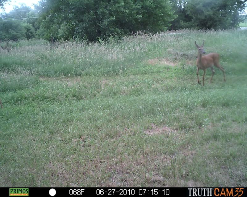 used the Moultrie D55IR or