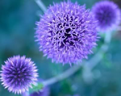 blue-to-purple-perennial-flowers-1.jpg