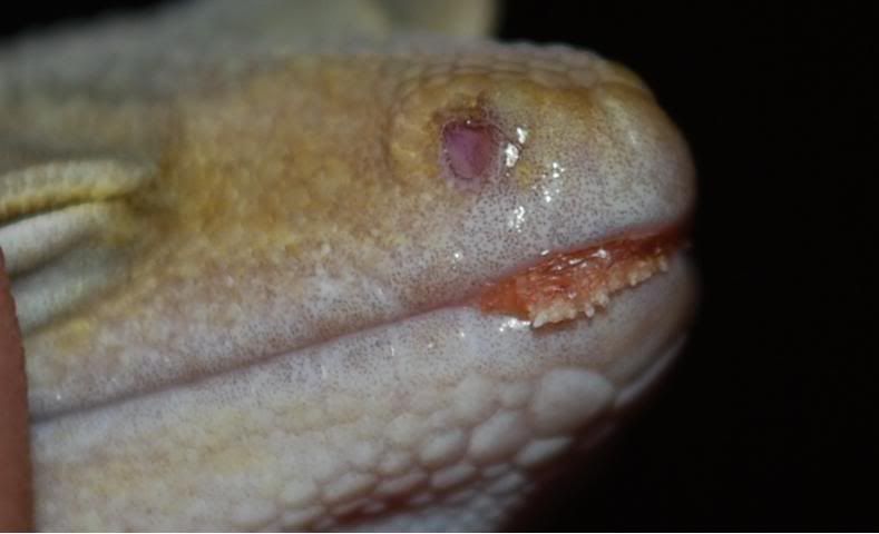 Gecko Mouth Rot