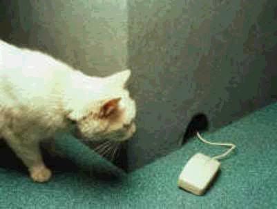 cat_mouse.jpg