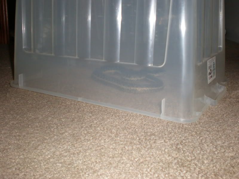 snake001.jpg