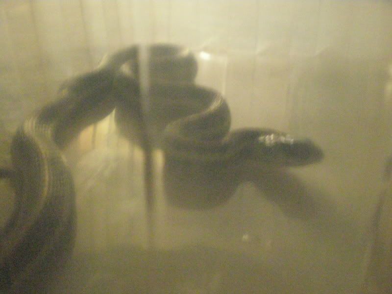 snake002.jpg